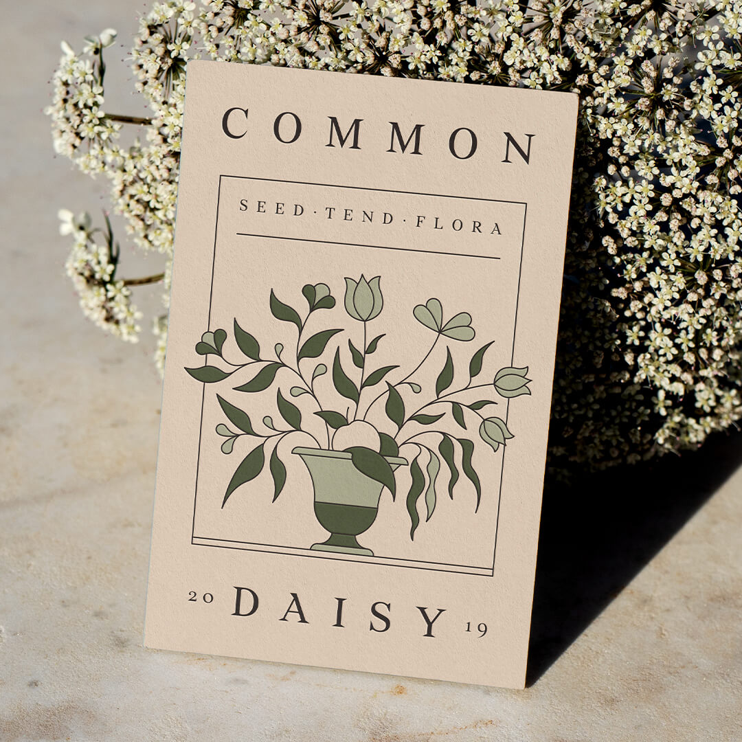 COMMON-DAISY-1